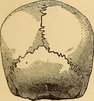 Picture 413 of 693 from New physiognomy (1867), leaf 456