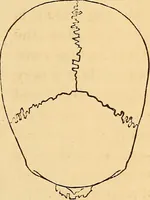 Picture 414 of 693 from New physiognomy (1867), leaf 456