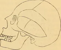 Picture 419 of 693 from New physiognomy (1867), leaf 462