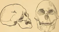 Picture 421 of 693 from New physiognomy (1867), leaf 463