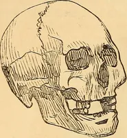 Picture 425 of 693 from New physiognomy (1867), leaf 467