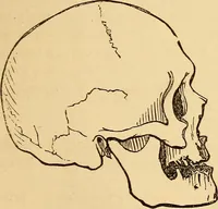 Picture 427 of 693 from New physiognomy (1867), leaf 468