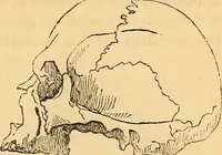 Picture 429 of 693 from New physiognomy (1867), leaf 470