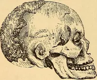 Picture 432 of 693 from New physiognomy (1867), leaf 471
