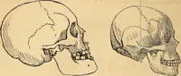 Picture 438 of 693 from New physiognomy (1867), leaf 477