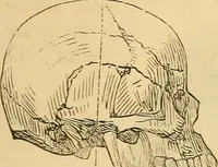 Picture 441 of 693 from New physiognomy (1867), leaf 480
