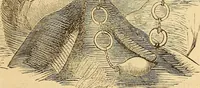 Picture 443 of 693 from New physiognomy (1867), leaf 480