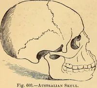 Picture 448 of 693 from New physiognomy (1867), leaf 485
