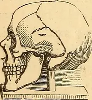 Picture 496 of 693 from New physiognomy (1867), leaf 571