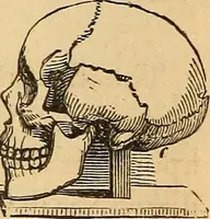 Picture 497 of 693 from New physiognomy (1867), leaf 571
