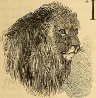 Picture 512 of 693 from New physiognomy (1867), leaf 590