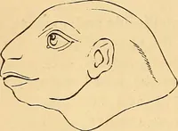 Picture 514 of 693 from New physiognomy (1867), leaf 593