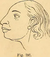 Picture 515 of 693 from New physiognomy (1867), leaf 593
