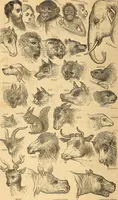 Picture 521 of 693 from New physiognomy (1867), leaf 597