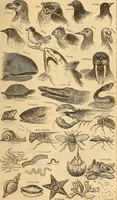 Picture 522 of 693 from New physiognomy (1867), leaf 598