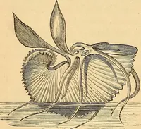 Picture 523 of 693 from New physiognomy (1867), leaf 599