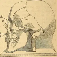 Picture 524 of 693 from New physiognomy (1867), leaf 603