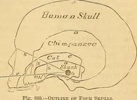 Picture 525 of 693 from New physiognomy (1867), leaf 604