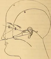Picture 526 of 693 from New physiognomy (1867), leaf 605