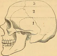 Picture 527 of 693 from New physiognomy (1867), leaf 607