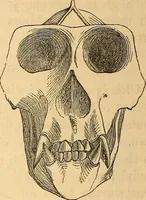 Picture 528 of 693 from New physiognomy (1867), leaf 607
