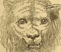 Picture 533 of 693 from New physiognomy (1867), leaf 612