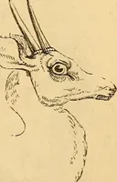 Picture 534 of 693 from New physiognomy (1867), leaf 612