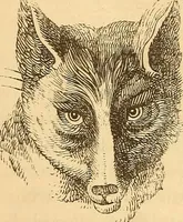 Picture 536 of 693 from New physiognomy (1867), leaf 613