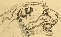 Picture 537 of 693 from New physiognomy (1867), leaf 614