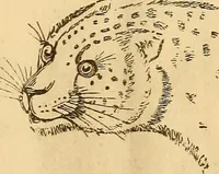 Picture 538 of 693 from New physiognomy (1867), leaf 614