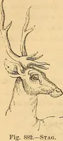 Picture 539 of 693 from New physiognomy (1867), leaf 615