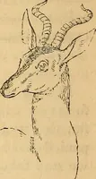Picture 540 of 693 from New physiognomy (1867), leaf 615