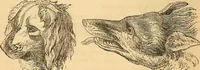 Picture 541 of 693 from New physiognomy (1867), leaf 615