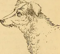 Picture 543 of 693 from New physiognomy (1867), leaf 616