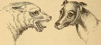 Picture 544 of 693 from New physiognomy (1867), leaf 617