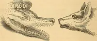Picture 545 of 693 from New physiognomy (1867), leaf 617