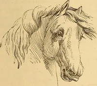 Picture 546 of 693 from New physiognomy (1867), leaf 618