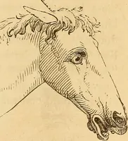 Picture 547 of 693 from New physiognomy (1867), leaf 618