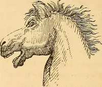 Picture 548 of 693 from New physiognomy (1867), leaf 619