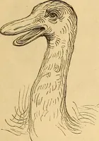Picture 550 of 693 from New physiognomy (1867), leaf 622