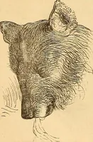 Picture 554 of 693 from New physiognomy (1867), leaf 623
