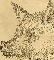 Picture 556 of 693 from New physiognomy (1867), leaf 624