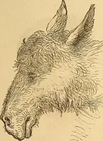 Picture 558 of 693 from New physiognomy (1867), leaf 624