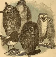 Picture 566 of 693 from New physiognomy (1867), leaf 629