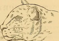 An illustration from New physiognomy (1867)