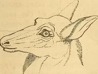 An illustration from New physiognomy (1867)