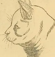 An illustration from New physiognomy (1867)