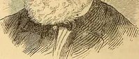 An illustration from New physiognomy (1867)