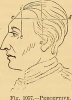 An illustration from New physiognomy (1867)