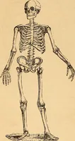 Picture 33 of 693 from New physiognomy (1867), leaf 77